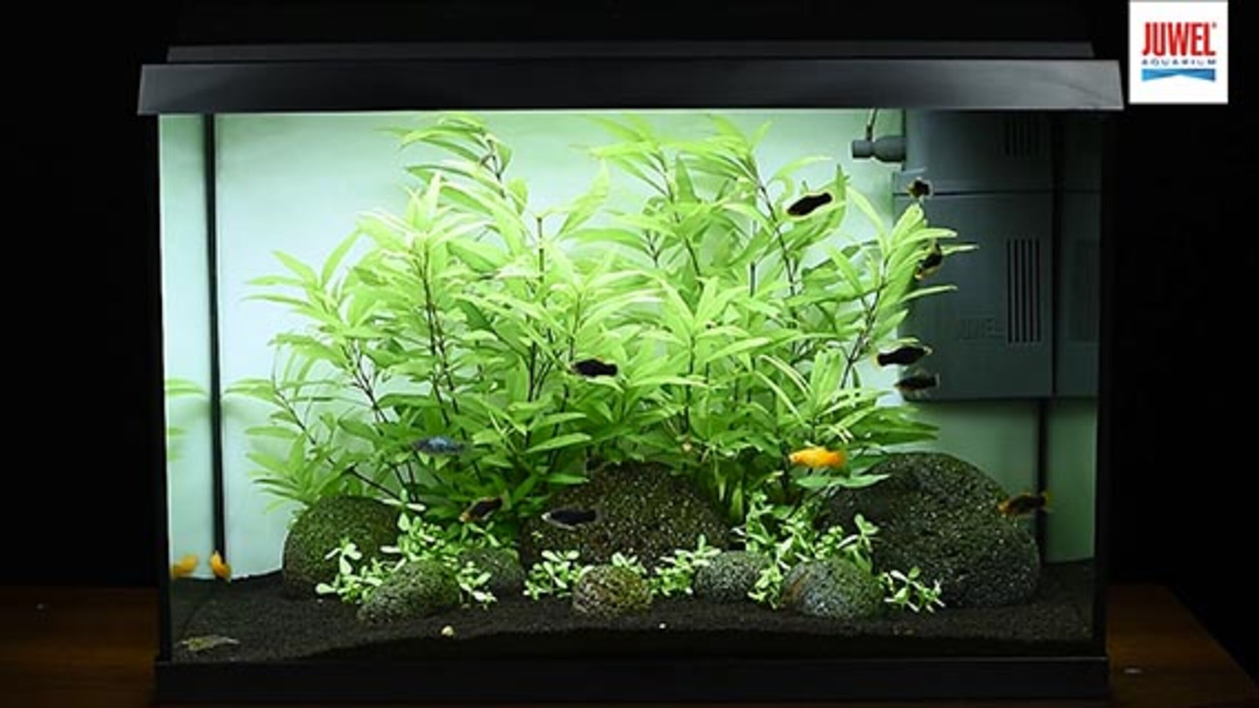 Primo 70 LED JUWEL Aquarium